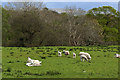 Sheep in a field at Northwood Farm