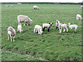 Field of sheep near Ynysboeth