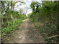 Old Road in the Wood