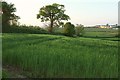 SX9991 : Farmland near Hill Barton by Derek Harper