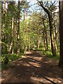 Path near Crooksbury Hill