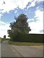 Chestnut tree in bloom on Terrys Lane