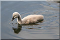 TQ3094 : Mute Swan Cygnet, Grovelands Park, London N14 by Christine Matthews