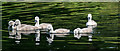 TQ3094 : Mute Swan Cygnets, Grovelands Park, London N14 by Christine Matthews