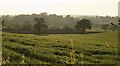 Farmland and trees, Clyst valley