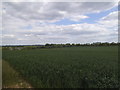 Crop field by Long Lane, Cookham