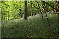 Bluebells in Paradise Copse