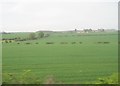 View from a Newcastle-Edinburgh train - farmland near Adderstone Mains