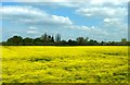 Rape field near Feering