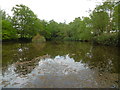 Pond at the National Cat Centre