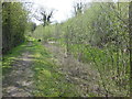 Regrowth in the Montgomery Canal