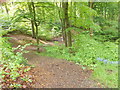 Longley Woods Nature Reserve - viewed from Dog Kennel Bank