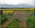 Field of Rapeseed, near Moortown Road