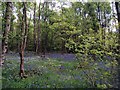 Seckar Wood bluebells