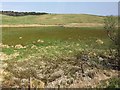 View from a Stirling-Perth train - rough pasture north of Blackford