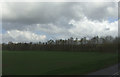 Crop field and woodland, New Rackheath