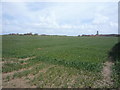 TG3731 : Young crop field off North Walsham Road by JThomas