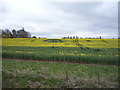 Oilseed rape crop and St Antony