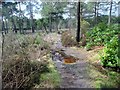 The Serpent Trail, Lavington Common