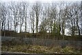 Trees by the West Coast Main line, Coppenhall