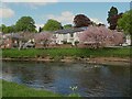 River Eden with cherry blossom, Appleby