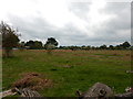 Bushy Park near Cobbler