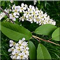 Bird cherry blossom