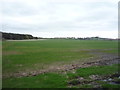 Young crop field off National Cycle Route 1 (A6089)