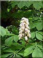 Horse Chestnut flower (aesculus hippocastanum)