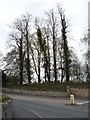 Trees beside the B6461, Kelso