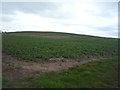 Crop field near Leitholm Bridge