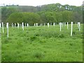 Tree planting north-west of Watergate