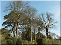 Trees, Middle Warberry Road, Torquay