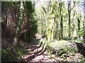 St Issells Church, Saundersfoot - private woodland path