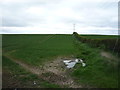 Crop field and hedgerow, Harpertoun