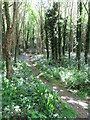 Path in Tipperary Wood