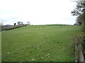 Grazing near Mill Cottage