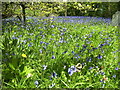 St Issells Church, Saundersfoot - bluebell bank