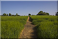 Wheat fields, Wynnstay Park