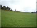 Hillside grazing near Kittyfield