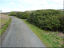 SD9633 : Rhododendrons alongside the driveway past Walshaw Dean Middle Reservoir by Humphrey Bolton