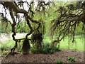 Quercus suber in Osterley Park, Isleworth