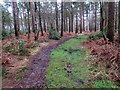 Bridleway, Selham Common