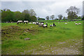 Frolicking lambs near Youlgrave