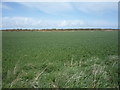 TG4524 : Crop field near Walnut Farm by JThomas