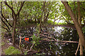 Pond on corner of Anson Road