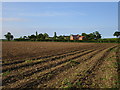 View across an asparagus field