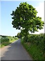 Tree beside Egg Lane