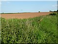 Arable field beside Egg Lane