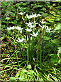 Star-of-Bethlehem (Ornithogalum umbellatum)